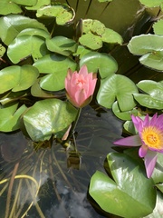 Magnoliopsida