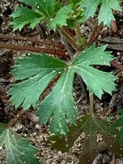 Trachymene composita composita