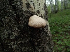 Pleurotus calyptratus