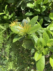 Ixora
