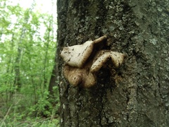 Pleurotus calyptratus
