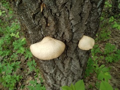 Pleurotus calyptratus