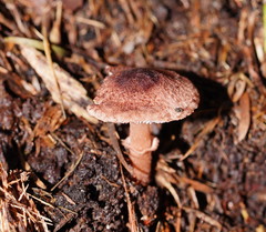 Lepiota haemorrhagica