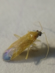 Phylus melanocephalus