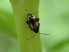 Phyllotreta tetrastigma
