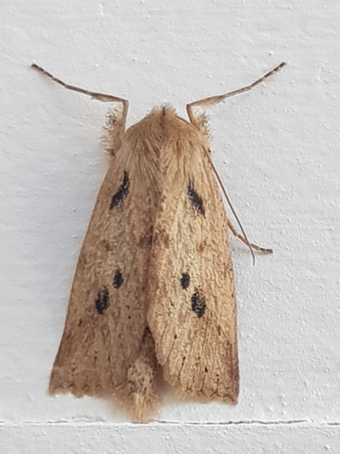 Spotted Manuka Looper photo 3