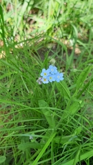 Myosotis sylvatica