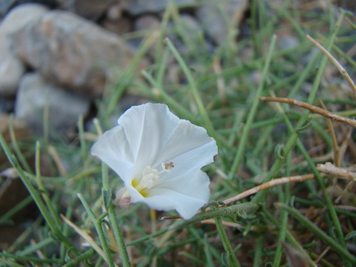 Convolvulus virgatus, photograph 6