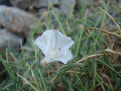 Convolvulus virgatus