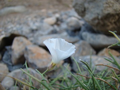 Convolvulus virgatus