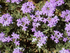 Glandularia latilobata