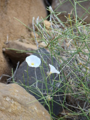 Convolvulus virgatus