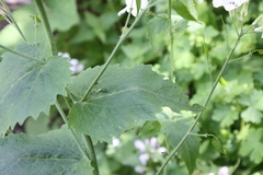 Lunaria