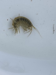 Gammarus roeselii