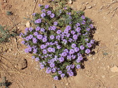 Glandularia latilobata