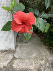 Hibiscus rosa-sinensis
