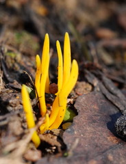 Clavulinopsis amoena