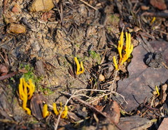 Clavulinopsis amoena