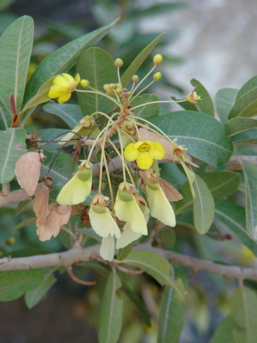 Acridocarpus orientalis (Acridocarpus orientalis)