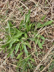 Taraxacum macroceras