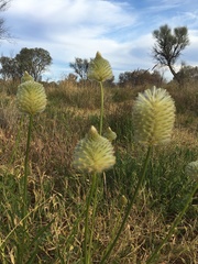 Ptilotus xerophilus