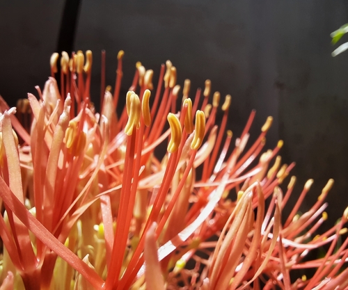 Bloodlily