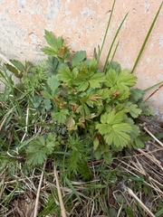 Geum aleppicum