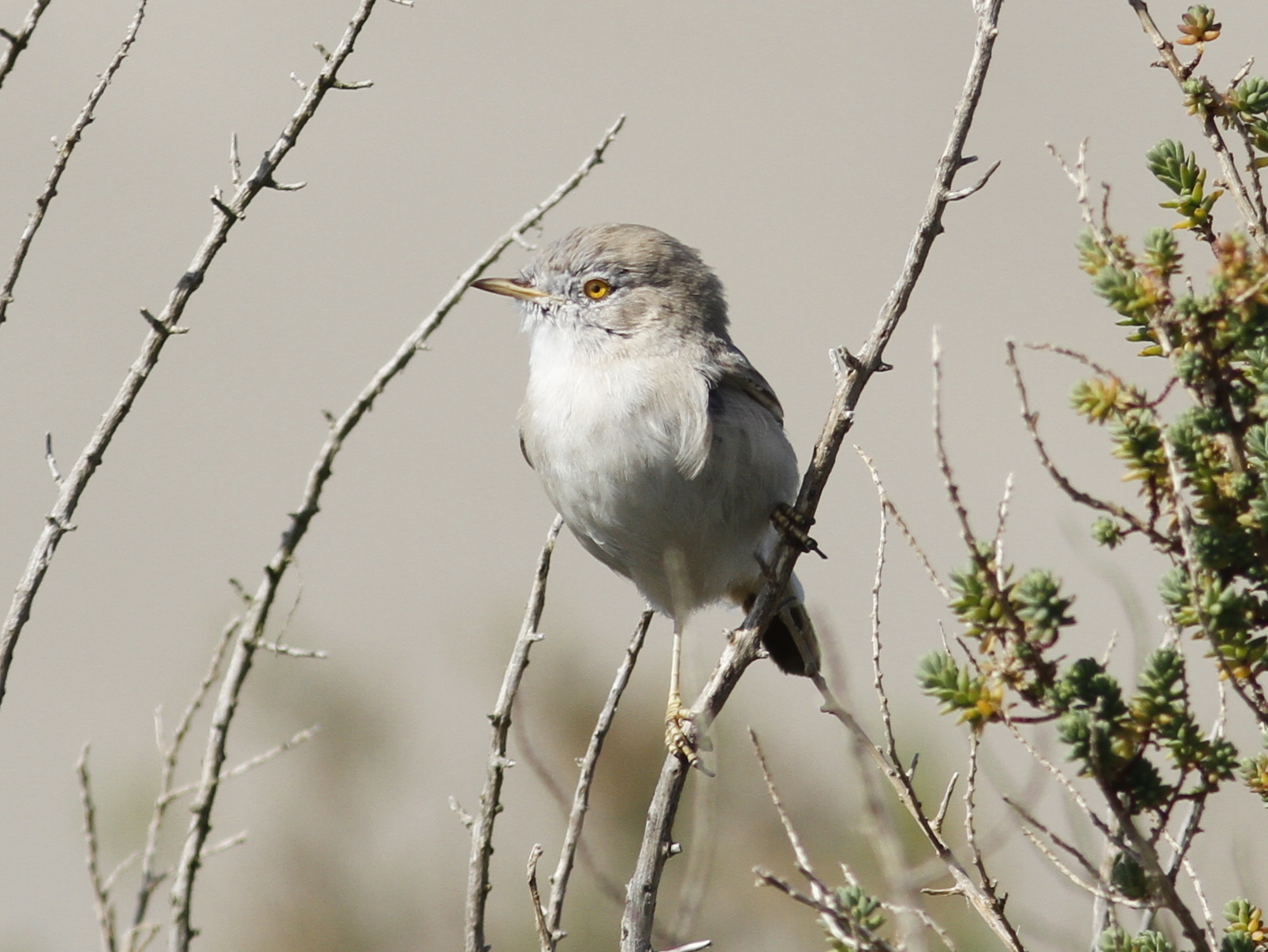 Asian Desert Warbler