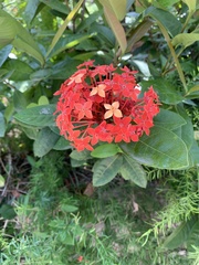 Ixora coccinea