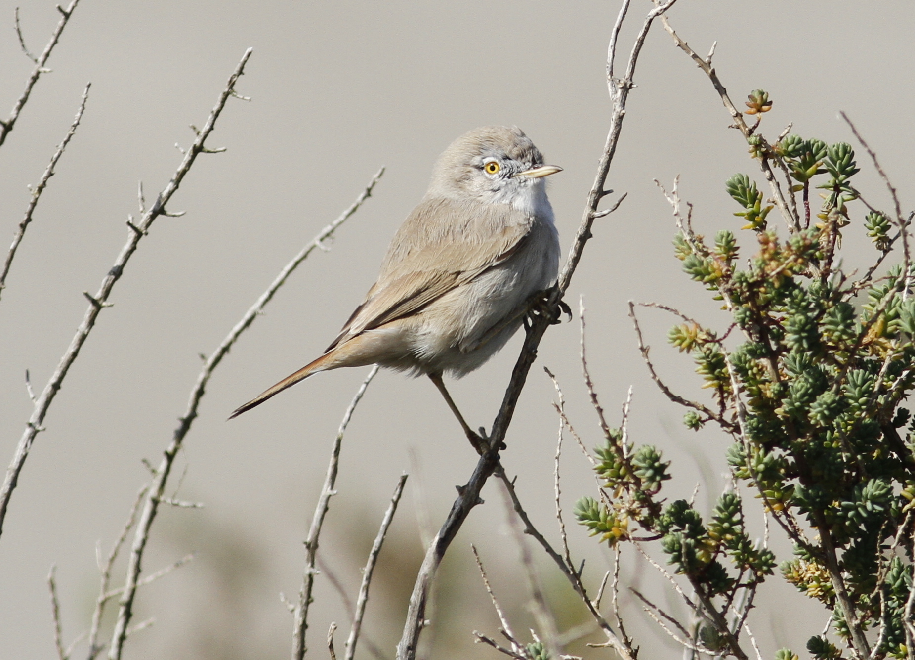 Asian Desert Warbler