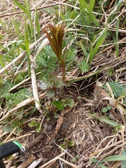 Chamaenerion angustifolium