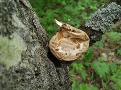Pleurotus calyptratus