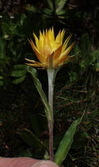 Xerochrysum subundulatum