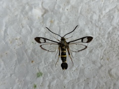 Synanthedon loranthi