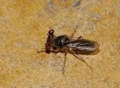 Sphyracephala beccarii