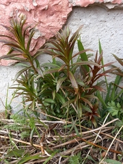 Chamaenerion angustifolium