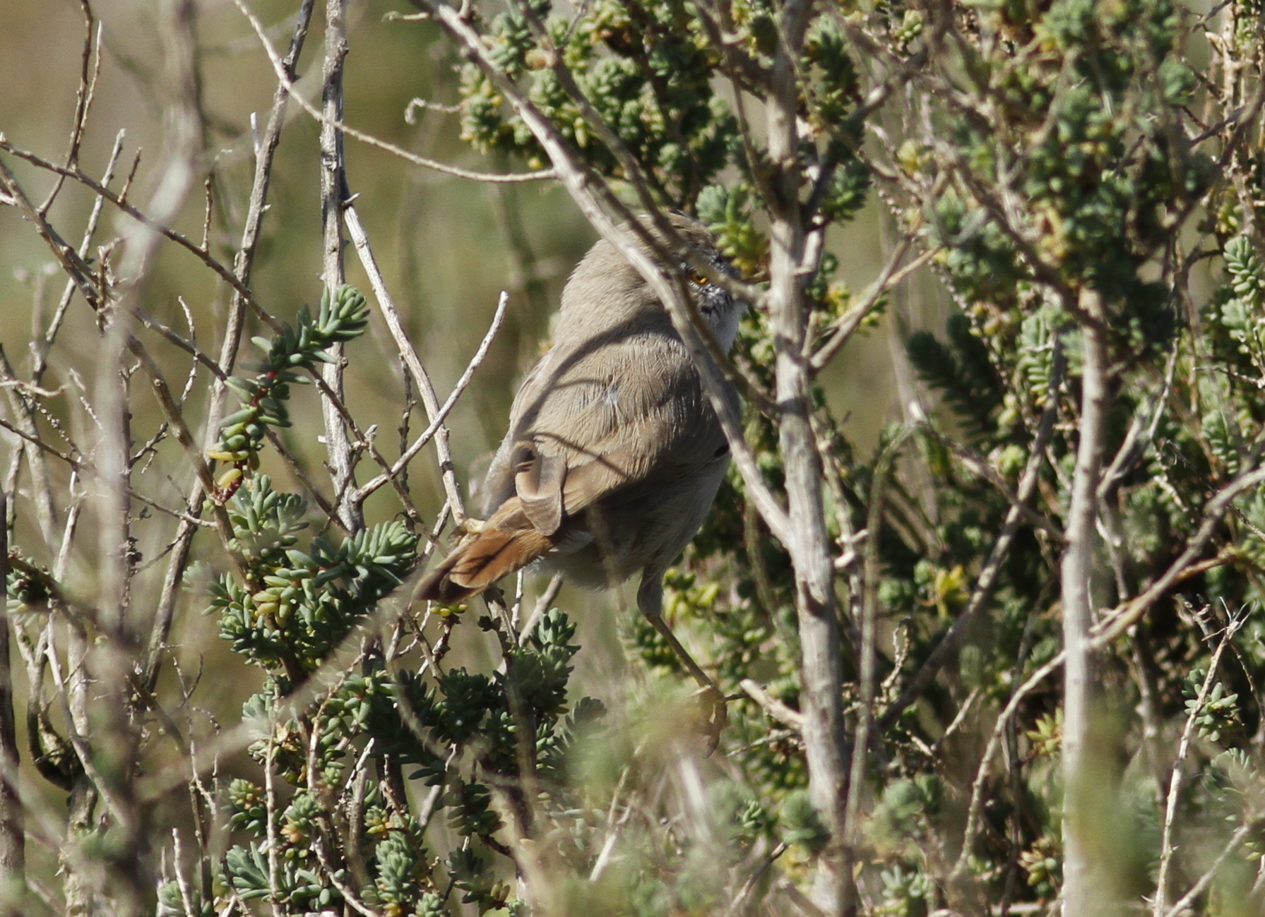 Asian Desert Warbler