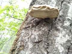 Pleurotus calyptratus