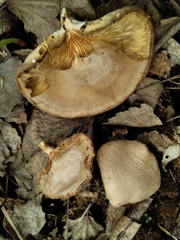 Pleurotus calyptratus