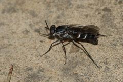 Phycus mirabilis