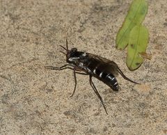 Phycus mirabilis