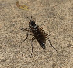 Phycus mirabilis