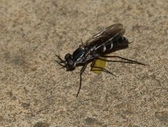 Phycus mirabilis