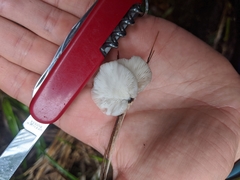 Pleurotus parsonsiae