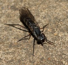 Phycus mirabilis