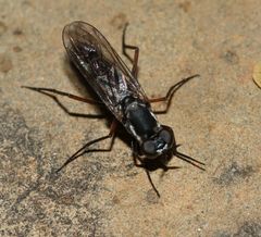 Phycus mirabilis