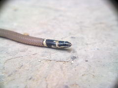 Sibynophis subpunctatus