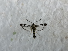 Synanthedon loranthi