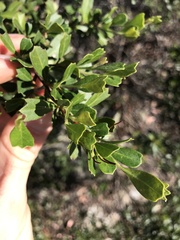 Dodonaea triangularis