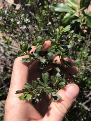 Dodonaea triangularis